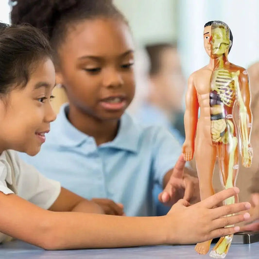 🔥Human Body Assembly Education Toy