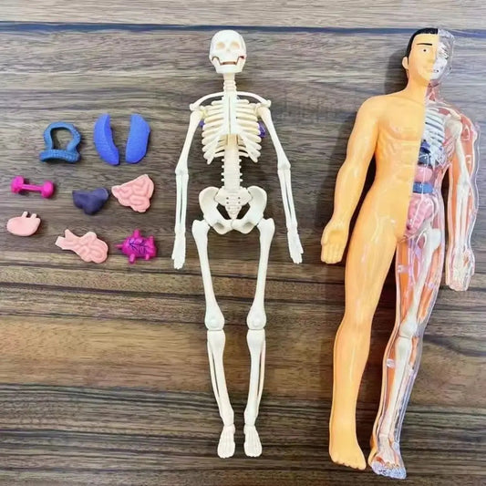 🔥Human Body Assembly Education Toy