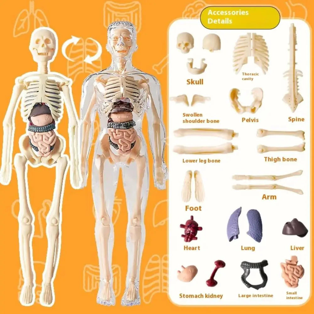 🔥Human Body Assembly Education Toy