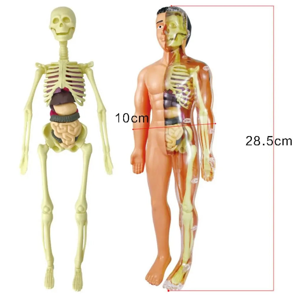 🔥Human Body Assembly Education Toy