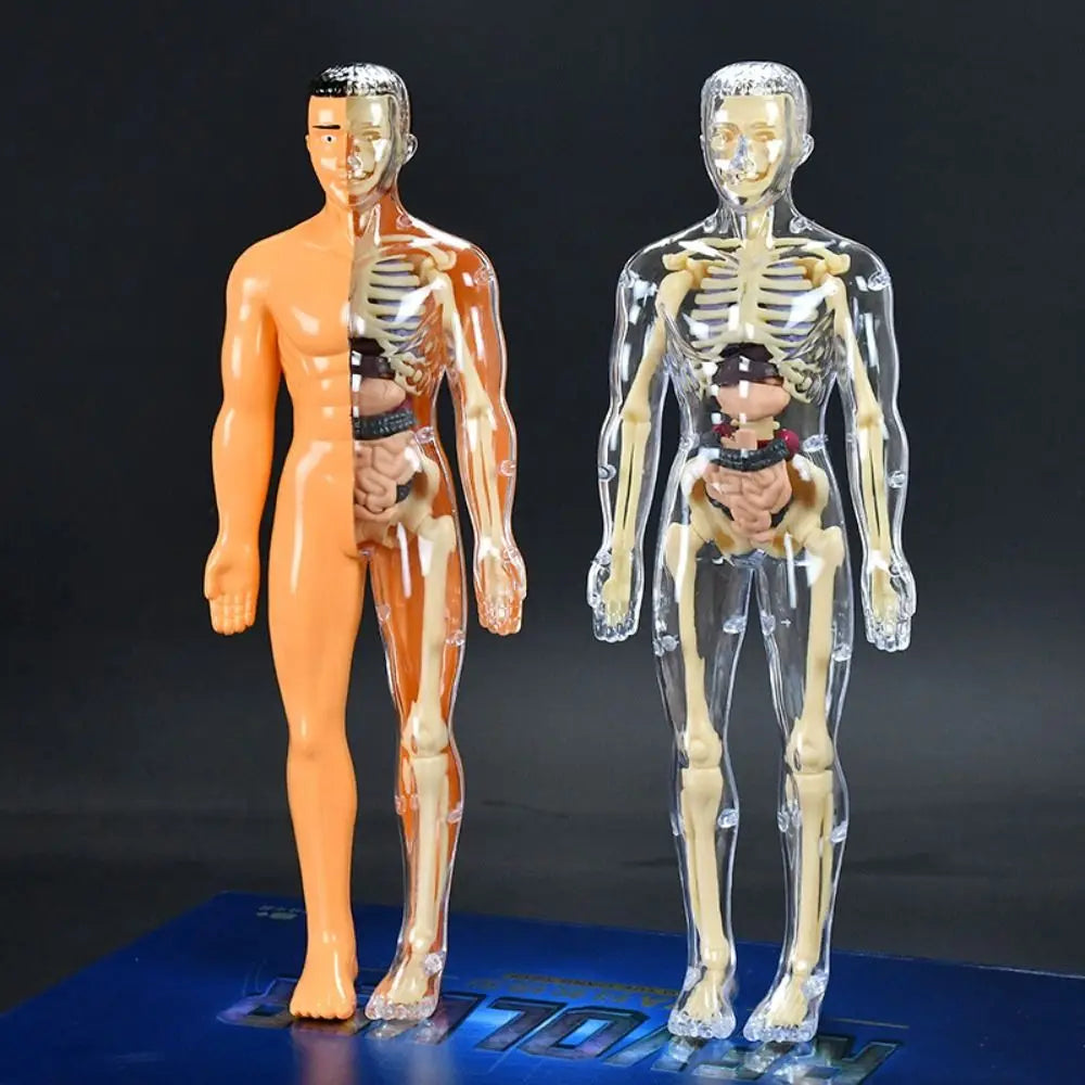 🔥Human Body Assembly Education Toy