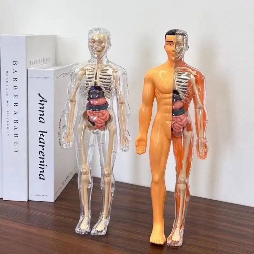 🔥Human Body Assembly Education Toy